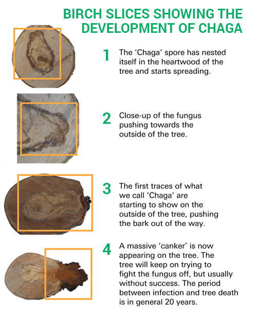 Birch Slices Showing The  Development of Chaga