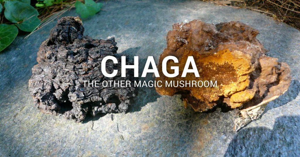 Chaga, The other magic mushroom