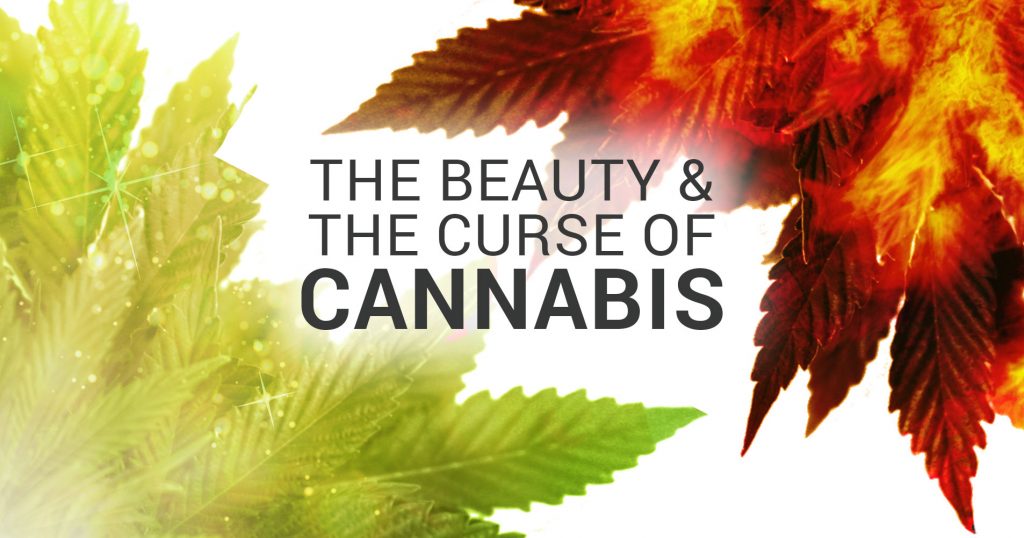 The beauty and curse of cannabis