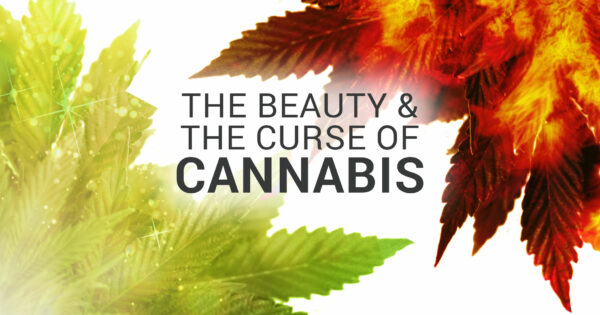 The beauty and curse of cannabis