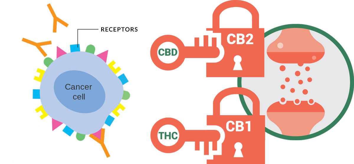 Cancer cell and CB1 CB2 receptors