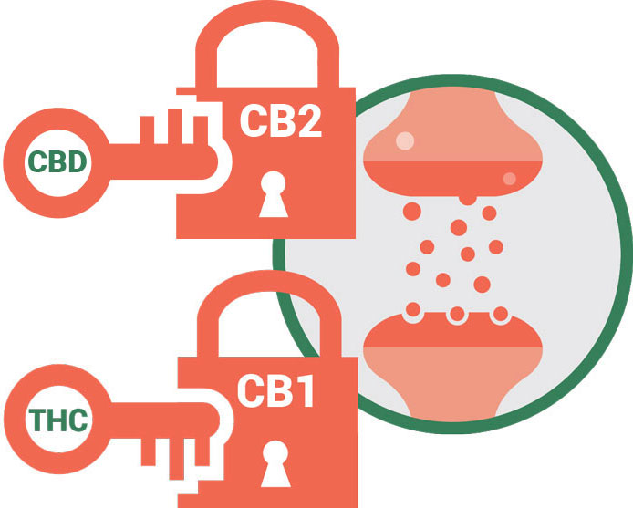 CB1 CB2 receptors