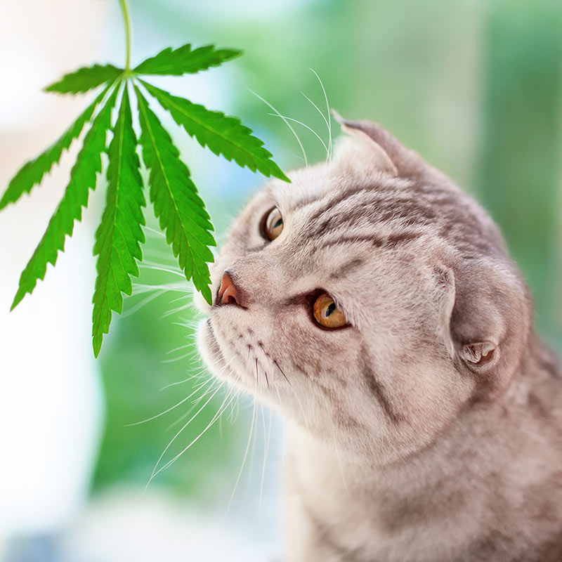 Cat with cannabis leaf