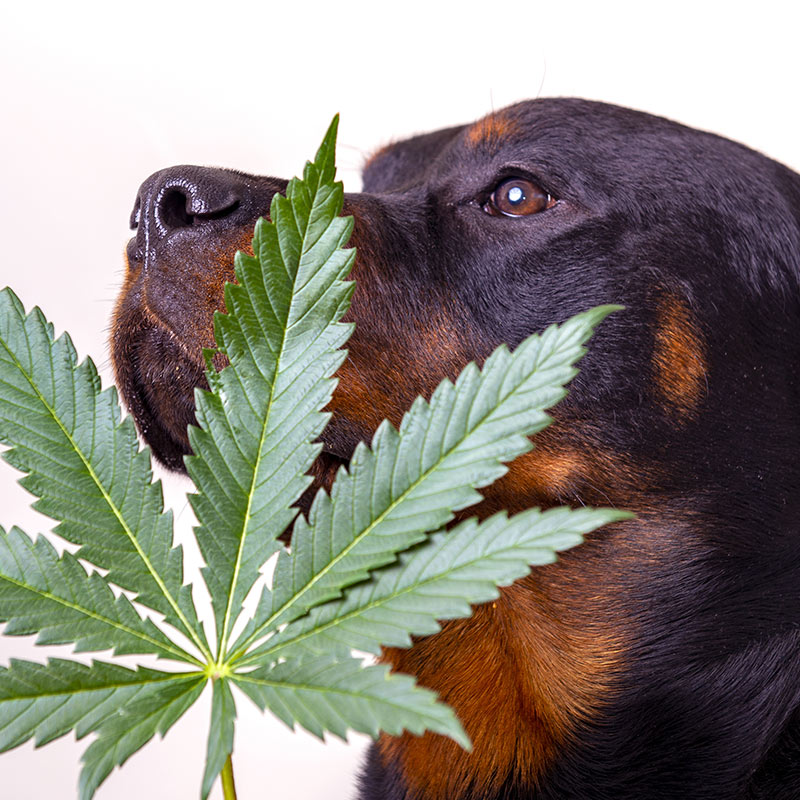 Dog with cannabis