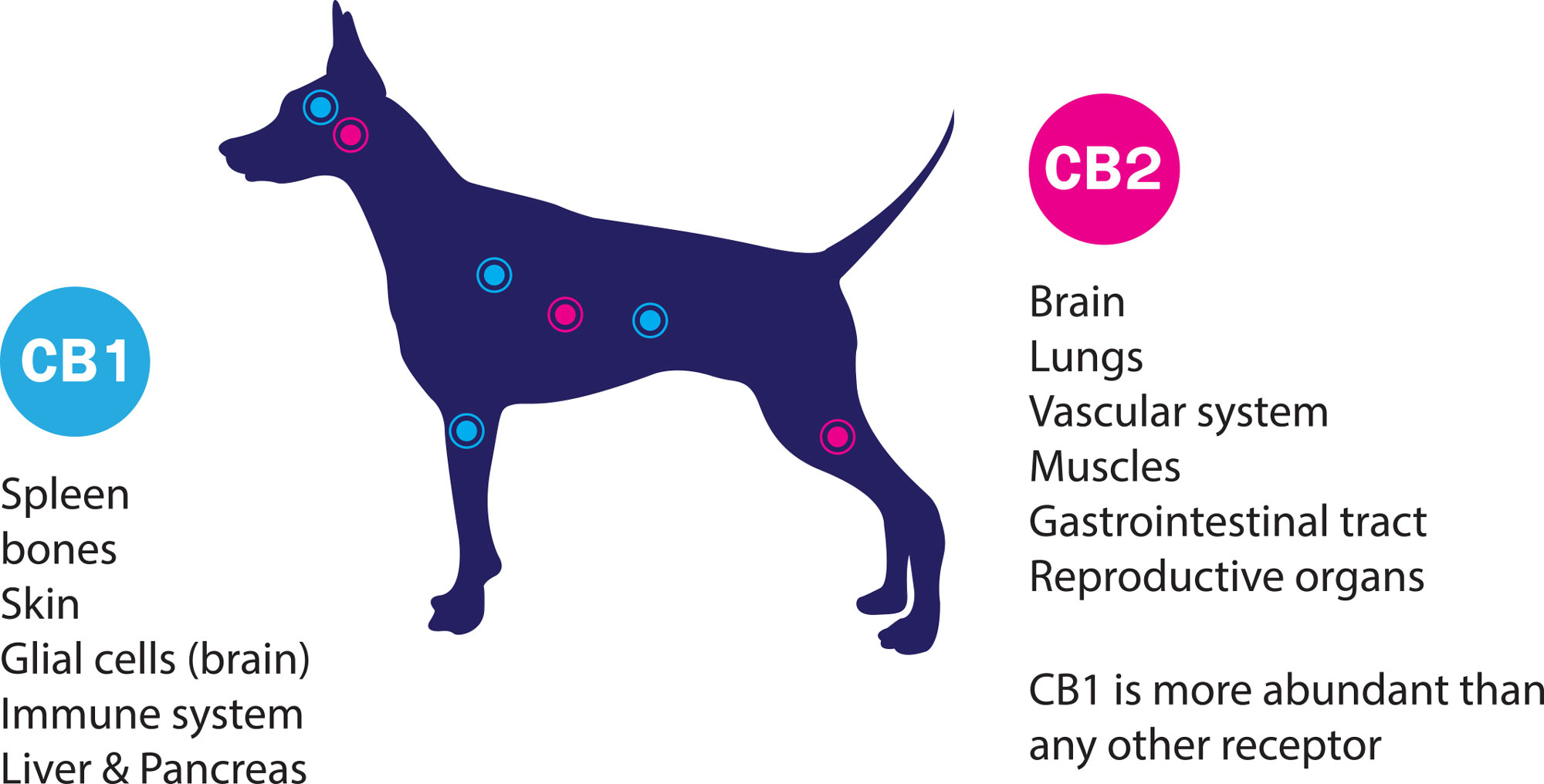 Endocanabinoid receptors in dogs